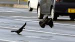 corvos carregando nozes na rodovia
