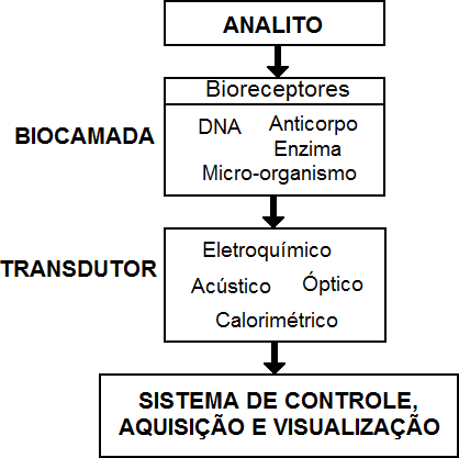 imagem que explica como atuam os biosensores