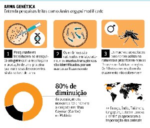 esquema mostrando a tcnica de manipulao gnica do Aedes aegypti.