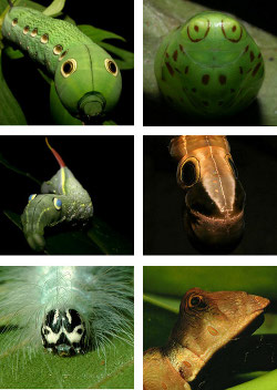 foto de algumas espcies de lagartas que apresentam olhos para enganar predadores.