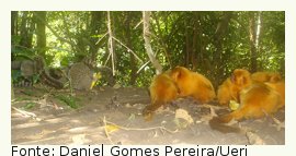 grupo de mico-leo-dourado em habitat ameaado por espcies exticas