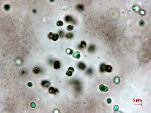 Fotografia de microscopia ptica das bactrias biodegradadoras de arsnio