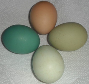 Pigmentao casca de ovos