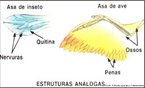 So aqueles que desempenham a mesma funo em certas espcies, apesar de terem origens embrionrias diferentes. Utilizados como evidncias para o processo de evoluo das espcies. <br/><br/> Palavras-chave: Evoluo. Anatomia. Embriologia. Espcies. 