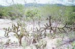 Exclusivamente brasileiro, constitundo um dos Domnios Morfoclimticos e Fitogeogrficos do Brasil (Aziz Ab'Saber 1970) o Domnio da Caatinga ocupa uma rea de cerca de 850.000 km, cerca de 10% do territrio nacional, englobando de forma contnua parte dos estados do Maranho, Piau, Cear, Rio Grande do Norte, Paraba, Pernambuco, Alagoas, Sergipe, Bahia (regio Nordeste do Brasil) e parte do norte de Minas Gerais (regio Sudeste do Brasil). Apresenta clima semi-rido com chuvas mal distribudas e escassas. O relevo  dominado por extensas superfcies planas entre formaes serranas e chapadas. Os rios intermitentes (secam) ou temporrios so caractersiticos dessa regio, apresenta vegetao xerfila aberta e de pequeno porte, os exemplos tpicos so do gnero Cactus. Recebe a denominao de "mata-branca" (do Tupi: caa (mata) + tinga (branca)) devido a exposio da colorao acinzentada, quase branca, da casca da vegetao que predomina na regio por causa da perda das folhas no perodo seco. J se conhece pelo menos 932 espcies vegetais, sendo 318 endmicas, 348 espcies de aves, das quais 15 espcies e 45 subespcies so endmicas. Dentre os mamferos, duas espcies foram descritas como endmicas, e ainda estima-se que quase 40% dos lagartos e anfbios sejam exclusivos, o que desmistifica que seja um Domnio sem variedade de flora e fauna. Entre os Domnios localizados na regio neotropical,  o mais ameaado pela ao antrpica, sendo ainda a regio brasileira com o maior nmero de reas em processo de desertificao.</br></br>  Palavras-chave: Mata branca. Plantas xerfitas. Desmatamento. Desertificao.