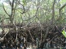 Ecossistema costeiro de transio entre os ambientes terrestre e marinho. Apresenta solo mido, salgado, pouco oxigenado e rico em nutrientes. <br/><br/> Palavras-chave: lodo. Cadeia alimentar. Zona mida. Regies alagadias. Caranguejos. 