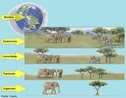 Corresponde a um conjunto de entidades, sejam elas genes, clulas, ou mesmo espcies, agrupadas em uma ordem crescente de complexidade. Na ecologia, so estudados os nveis de organismo na biosfera. <br/><br/> Palavras-chave: Ecologia. Organizao. Sistemtica. Classificao. Espcie. Populao. Comunidade. Ecossistema. 