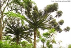 As araucrias so as principais representantes das Florestas Subtropicais do sul do Brasil. Pertencente s Gimnospermas a Araucaria angustifolia  uma das espcies mais importantes que foi bastante utilizada na indstria de papel e celulose e na construo civil. As altas taxas de explorao para fins industriais, a necessidade de novas reas agrcolas e o incndio florestal de 1963 (no norte-velho e centro do Paran) contriburam para que hoje a espcie esteja na lista de espcies ameaadas de extino. Produz sementes que so bastante apreciadas pela fauna silvestre e pelos humanos e - os pinhes.  <br/>  Palavras-chave: Pinheiros. Gymnospermas. Pinha. Pinho.