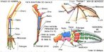 So aqueles que possuem a mesma origem embrionria e desenvolvimento semelhante em diferentes espcies, embora em alguns casos possa exercer funes diferentes em diferentes espcies. <br/><br/> Palavras-chave: Evoluo. Anatomia. Embriologia. Espcies. 