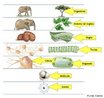 Corresponde aos conjuntos de estruturas que formam um ser vivo, tendo como unidade bsica o tomo. <br/><br/> Palavras-chave: Ecologia. Organismos. Tecidos. Molculas. tomos. Sistemas. 