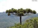 Araucria angustifolia