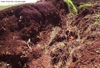 A retirada da cobertura vegetal de um solo, provoca a infiltrao de gua causando-lhe instabilidade e ocasionando eroso. <br/><br/> Palavras-chave: Assoreamento. Desmatamento. Eroso pluvial. Lixiviao. 