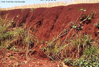 Impacto destrutivo do solo causado pela agricultura, desmatamento, construo em locais inadequados, tcnicas agrcolas imprprias, ocupao do solo. <br/><br/> Palavras-chave: Desmatamento. Assoreamento. Eroso pluvial. Lixiviao. 