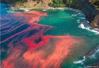 Fenmeno que caracteriza-se pelo aparecimento de manchas vermelhas na gua do mar, devido ao crescimento exagerado de microalgas. <br/><br/> Palavras-chave: Dinoflagelado. Poluio. Pirrfitas. Clorofila. Plncton marinho. 