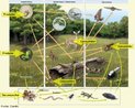 Corresponde as etapas de uma cadeia alimentar caracterizados de acordo com a nutrio de cada componente da cadeia. Indica a passagem de energia entre os seres vivos num ecossistema. Os seres auttrofos, ou produtores, ocupam o primeiro nvel trfico de uma cadeia alimentar. <br/><br/> Palavras-chave: Nvel trfico. Nvel alimentar. Consumidores. Fluxo de energia. 