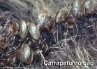 So parasitas externos (ectoparasitas) de animais domsticos, silvestres e do homem. So considerados de grande importncia pelo papel que desempenham como vetores de micro-organismos patognicos, incluindo bactrias, protozorios, ricktsias, vrus, etc.; e pelos danos diretos ou indiretos causados em decorrncia do seu parasitismo. <br/><br/> Palavras-chave: Parasitismo. Ectoparasitas. Hospedeiros. Patologias. Sangue. 