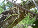  uma planta superior, daninha, parasita, que ataca geralmente as plantas tropicais, lenhosas e as rvores, sugando sua seiva e podendo causar at a morte da planta se no for retirada. A parasita recebeu esse nome porque se espalha com a ajuda dos passarinhos: eles ingerem as sementes que so eliminadas mais tarde, junto com as fezes. Plantas como azalias, primaveras e jacarand, entre outras, so as preferidas por essa praga. <br/><br/> Palavras-chave: Ervas. Parasitismo. Seiva elaborada. Disseminao. 