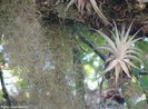 Planta do grupo das Angiospermas, Tillandsia stricta (imagem da direita) apresenta pequeno porte, associando-se a rvores das florestas para obter luminosidade suficiente  fotossntese, no causando nenhum mal s plantas onde esto fixadas, pois, utilizam-se das outras espcies apenas para suporte no seu desenvolvimento, assim so classificadas como Epfitas. Essa bromlia  utilizada como bioindicadora da qualidade atmosfrica, assim o aumento do nmero de indivduos em reas com altos ndices de poluentes atmosfricos. <br/>  Palavras-chave: Bromeliceas. Epfitas. Inquilinismo. Equilbrio ecolgico.