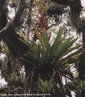 Bromeliacea pertencente ao Gnero Vriesia sp so plantas epfitas - utilizam as rvores como suporte -  no lhes causando nenhum mal, possuem pequeno porte, suas folhas apresentam uma bainha larga, acumulando grandes quantidades de gua e detritos no centro de sua roseta, proporcionando um habitat desejvel para muitas e pequenas espcies. Por estar associada aos ambientes florestais mais desenvolvidos - Florestas Primrias e/ou Clmax - e por se extrada ilegalmente para paisagismo apresenta-se vulnervel  extino. <br/>  Palavras-chave: Angiospermas. Inquilinismo. Epfitas. Magnoliophyta. Botnica. Bromeliaceae. 