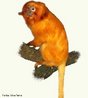 Habitante de florestas, tem hbito diurno e,  noite, dorme em ocos de rvores ou emaranhados de cips e bromlias.  onvoro, alimenta-se de insetos, pequenos vertebrados, anfbios, frutos e vegetais. A reproduo ocorre duas vezes ao ano, com durao de 135 dias, gerando de um a trs filhotes. Tempo de vida, aproximadamente, 15 anos.  <br/><br/> Palavras-chave: Leontopithecus. Mamferos. Primata. Sagui. Mico. Extino.