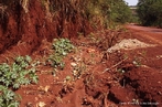 A retirada da cobertura vegetal de um solo, provoca a infiltrao de gua, causando instabilidade e eroso. <br/><br/> Palavras-chave: Desmatamento. Eroso.  Assoreamento. 
