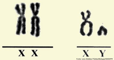 Os cromossomos so estruturas nucleoproticas, geralmente em forma de basto durante a diviso celular. So os responsveis por carregar toda a informao que as clulas necessitam para seu crescimento, desenvolvimento e reproduo. Os cromossomos sexuais so representados pelas letras X e Y. Um caritipo formado pelos cromossomos XX indica sexo feminino, enquanto o que apresenta XY indica sexo masculino.
<br/><br/>
Palavras-chave: Citologia. Ncleo. Caritipo. Material gentico. Genes. Diplides. Espcie.
