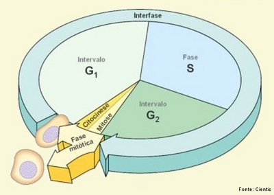 Fases do ciclo celular (artigo)