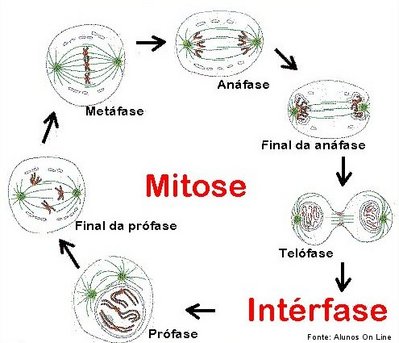 Mitose - Biologia Enem