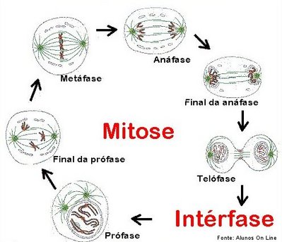 Mitose – Biologia