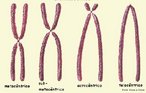 Correspondem a filamentos espiralados de cromatina, existentes no ncleo celular e compostos por DNA e protenas. Em relao a posio do centrmero, se classificam em: metacntrico, sub-metacntrico, acrocntrico e telocntrico.  <br/><br/> Palavras-chave: Diviso celular. Metfase. Mitose. Meiose. Cromtides. 