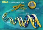 cido desoxirribonuclico encontrado nas estruturas celulares: ncleo, mitocndrias e cloroplastos. Apresenta 4 bases nitrogenadas: adenina, timina, citosina e guanina. Molcula da vida. <br/><br/> Palavras-chave: DNA. cido. Molcula. Ncleo, Base nitrogenada. Pentose.  