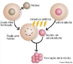 Tcnica de clonagem onde o ncleo de uma clula adulta  introduzido no vulo "vazio"- vulo em que foi retirado o ncleo contendo material gentico (DNA) - e transferido para um tero de aluguel, com a finalidade de gerar um feto geneticamente idntico ao doador do material gentico. <br/><br/> Palavras-chave: Biotecnologia. Clonagem. Engenharia. Gentica. DNA. Ncleo.