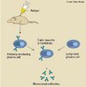 So imunoprotenas capazes de reconhecer e ligar-se a antgenos tumorais especficos (alvos), desencadeando respostas imunolgicas. Representam uma nova opo teraputica utilizada em oncologia. <br/><br/> Palavras-chave: Biotecnologia. Anticorpos. Monoclonais. Protenas. Antgenos. Tratamento. Patologias. Imunoterapia.