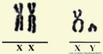 Os cromossomos so estruturas nucleoproticas, geralmente em forma de basto durante a diviso celular. So os responsveis por carregar toda a informao que as clulas necessitam para seu crescimento, desenvolvimento e reproduo. Os cromossomos sexuais so representados pelas letras X e Y. Um caritipo formado pelos cromossomos XX indica sexo feminino, enquanto o que apresenta XY indica sexo masculino. <br/><br/> Palavras-chave: Citologia. Ncleo. Caritipo. Material gentico. Genes. Diplides. Espcie. 