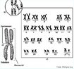 Conjunto diplide de cromossomos de uma espcie. Na espcie humana  formado por 23 pares de cromossomos. <br/><br/> Palavras-chave: Cromossomos. Conjunto. Metacntrico. Submetacntrico. Acrocntrico. Centrmeros. Diplides. 
