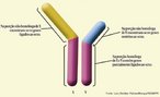 Corresponde a perda de parte de um cromossomo, em geral envolvendo um ou mais genes(raramente uma parte de um gene).  a perda de sequncia(s) nucleotdica(s) pelo genoma de um organismo. <br/><br/> Palavras-chave: Gentica, cromossomos, nucleotdeos, genes, genoma, DNA. 