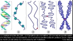 Diferentes nveis de condensao do DNA