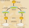 Introduzindo ou eliminando genes nas clulas ES in vitro e em seguida reimplantando-as em embries foi possvel gerar camundongos transgnicos (que expressam genes exgenos) e knockouts (que no tm ou no expressam um ou mais genes presentes em animais normais). <br/><br/> Palavras-chaves: Manipulao. Genes. Organismo. Reprodutivo. Gentica. Avanos biolgicos no fenmeno vida. Biologia.