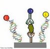 So dispositivos, nos quais se incorporam uma substncia (ex.: uma enzima, um anticorpo, uma protena, DNA, etc.) para poder medir de modo seletivo determinadas substncias. <br/><br/> Palavras-chave: Biotecnologia. Biosensores. Anticorpos. Protenas. DNA. 