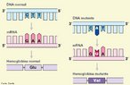 Uma mutao  definida como qualquer alterao permanente do DNA. Pode ocorrer em qualquer clula, tanto em clulas da linhagem germinativa como em clulas somticas. A substituio de um nico nucleotdeo (ou mutao de ponto) numa sequncia de DNA pode alterar o cdigo de uma trinca de bases e levar  substituio de uma trinca de bases por outra. <br/><br/> Palavras-chave: alteraes gnicas, anemia falciforme, hereditariedade, gene anmalo, agentes mutagnicos. 