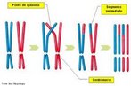 Fenmeno que ocorre na prfase da meiose I onde os cromossomos homlogos se parelham e as cromtides homlogas se entrelaam, sofrem quebras e fazem permuta de segmentos cromossmicos, aumentando assim a variabilidade gentica durante a formao dos gametas. <br/><br/> Palavras-chave: Permuta. Troca. Material gentico. DN. Meiose. Quiasmas. 