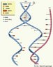 Esquema da replicao do DNA, mostrando suas bases nitrogenadas. <br/><br/> Palavras-chave: DNA, replicao, bases, nitrogenadas, Gentica, Biologia. 