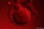 Clula-ovo. Formado aps a fecundao do vulo pelo espermatozide no interior da tuba uterina. Clula inicial da vida. <br/><br/> Palavras-chave: Embriologia, fecundao, tubas uterinas, sistema reprodutor, unio, clulas sexuais, gametas. 