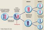 Processo onde ocorre a troca de material gentico entre cromossomos homlogos. Acontece durante a etapa reducional (prfase I) da diviso celular meiose. Aumenta a variabilidade gentica <br/><br/> Palavras-chave: Processo onde ocorre a troca de material gentico entre cromossomos homlogos. Acontece durante a etapa reducional (prfase I) da diviso celular meiose. Aumenta a variabilidade gentica. 