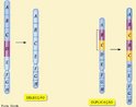 So alteraes que ocorrem na estrutura dos genes. As mutaes diferem das aberraes por serem alteraes que envolvem a eliminao, substituio, inverso ou duplicao de um ou poucos nucleotdeos da fita de DNA. <br/><br/> Palavras-chave: deleo, duplicao, clulas somticas, clulas germinativas, inverso, substituio. 
