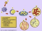 As clulas-tronco so clulas primitivas, produzidas durante o desenvolvimento do organismo e que do origem a outros tipos de clulas. Oferecem a possibilidade de uma fonte de reposio de clulas e tecidos para tratar doenas como o Mal de Parkinson, traumatismo da medula espinhal, infarte, queimaduras, doenas do corao, diabetes, osteoartrite, artrite reumatide, entre outras. <br/><br/> Palavras-chave: Citologia. Totipotentes. Pluripotentes. Oligopotentes. Blastocisto. 