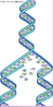Esquema da replicao do DNA, mostrando suas bases nitrogenadas. <br/><br/> Palavras-chave: DNA, replicao, bases, nitrogenadas, Gentica, Biologia. 