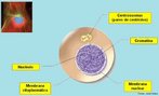 A intrfase corresponde a fase em que a clula, apesar de no estar se dividindo, possui uma intensa atividade. Nesta fase os cromossomas no so visveis ao microscpio ptico; ocorre a replicao da molcula de DNA; snteses de protenas, enzimas e RNA, alm da duplicao das cromtides e dos centrolos.