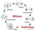 Mitose