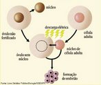 A clonagem  o processo de produo de cpias idnticas de seres vivos atravs de um fragmento especfico de DNA. A tcnica de clonagem est sendo usada para fins teraputicos, a partir da utilizao de clulas-tronco embrionrias, para evitar ou tratar doenas. <br/><br/> Palavras-chave:  reproduo, clulas, tecidos, rgos, cpias, material gentico, tratamento.